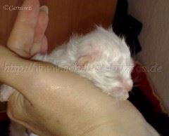 E-Babys 5.09.2008_4 Gro&szlig;e Webansicht04