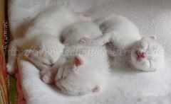 05-04-07 096 Gro&szlig;e Webansicht02