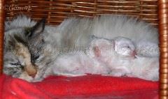 April06 025 Gro�e Webansicht02