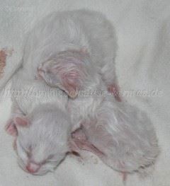 EBabys-03.09.2008_0 Gro�e Webansicht03