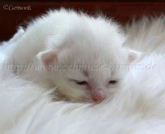 Kl Madchen 10 Tage alt_0 Gro�e Webansicht04